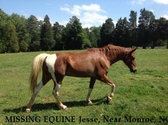MISSING EQUINE Jesse, Near Monroe, NC, 28112